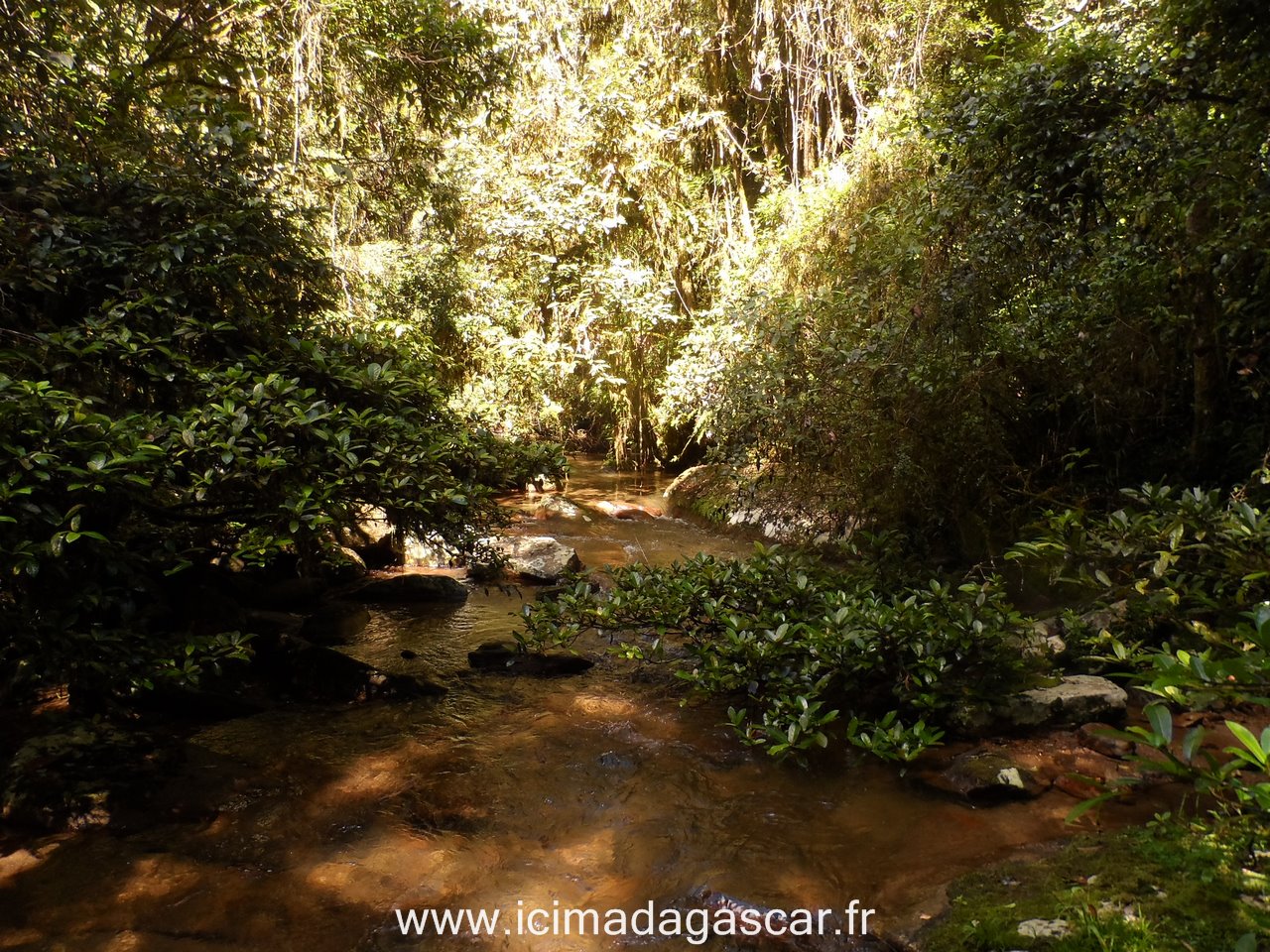 Le Parc De Ranomafana Se Pr Parer Pour Madagascar